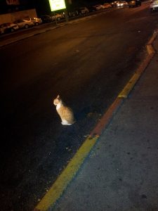 Cat on the Road